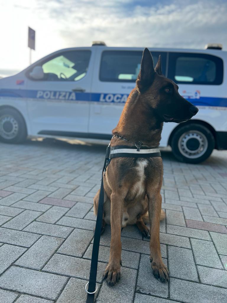 Hector, pastore belga Malinois 